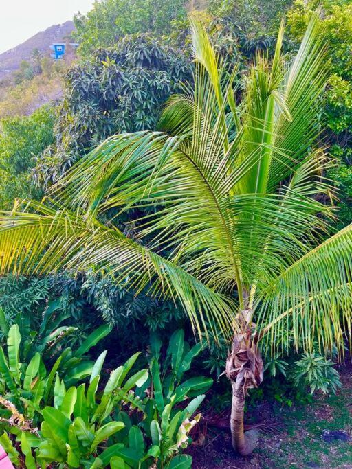 Mid-Century: Caribbean Style Daire Contant  Dış mekan fotoğraf